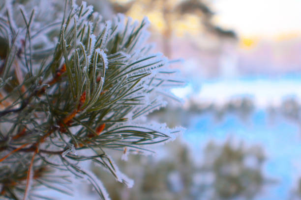 istock Pine in winter with frost on the branches. 1370554147