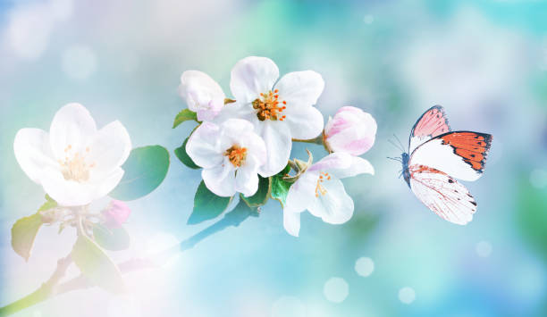 istock Flowering branches on a color blurry background and butterfly. 1370556300
