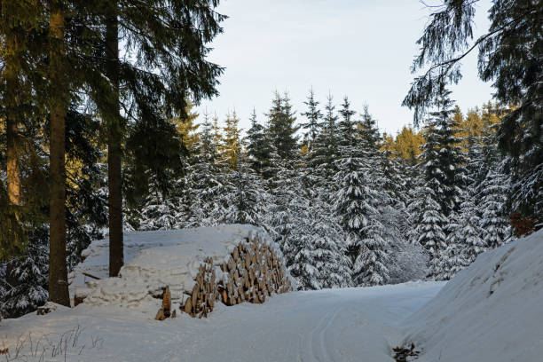 snow forest in Thuringia