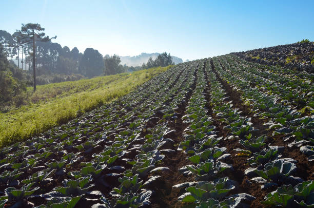 istock Red cabbage plantation with the left side showing 1370556817