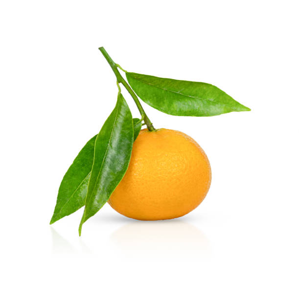 istock One ripe tangerine with leaves isolated on a white background 1370558426