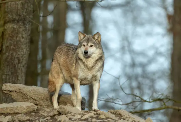Beautiful canadian timberwolf standing on a rock.