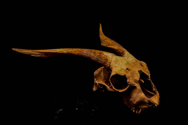 istock Dry Goat Skull with Big 1370563041