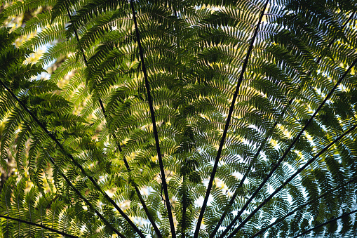 Abstract pattern spring garden forest green fern bracken plants background. Copy space, close up, selective focus.