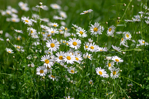 Leucanthemum vulgare meadows wild oxeye daisy flowers with white petals and yellow center in bloom, flowering beautiful plants on late springtime amazing green field