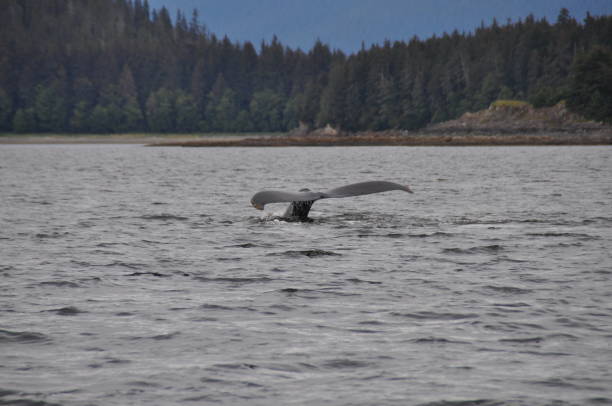 istock Tail of a Whale in The Ocean 1370565477