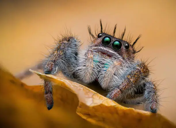 Photo of Phidippus ometepe female