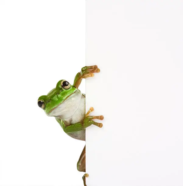 Isolated green frog peeping around placard
