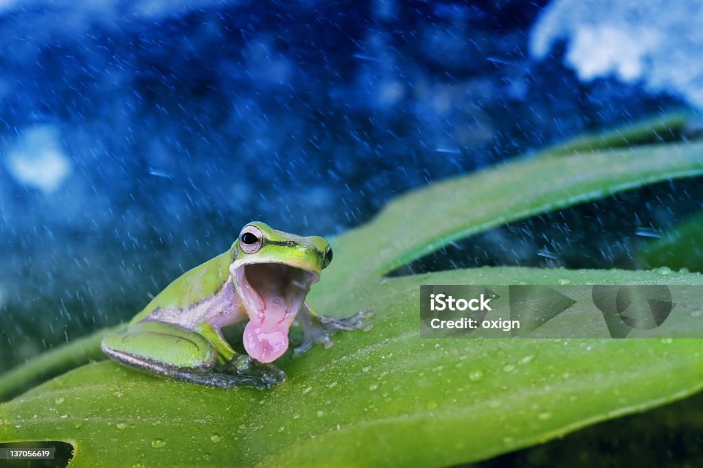 Grenouille verte Chanter - Photo de Grenouille libre de droits