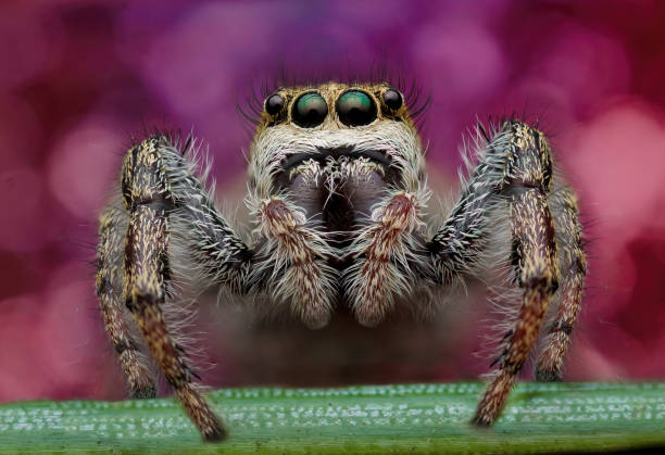 istock Male Dendryphantes rudis. 1370566510