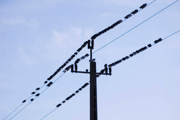 High voltage transmission wire with pigeons over blue sky.