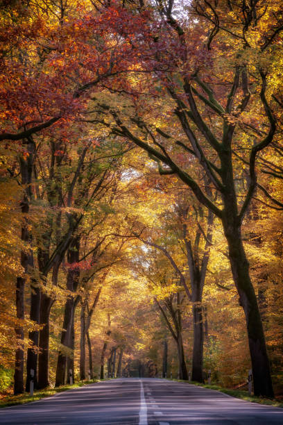 istock Road through an autumnal forest. 1370566794