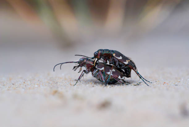 istock Mating Cicindela hybrida. 1370567136