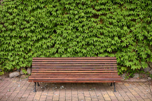 istock Lone wooden bench in park surrounded by ivy 1370567539