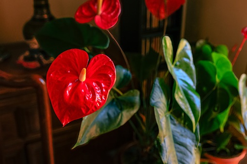Photo of a large red anthurium in an indoor setting for Valentine's Day. Image shot in an indoor setting in natural light.