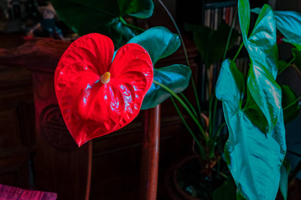 Photo of a large red anthurium in an indoor setting for Valentine's Day. Image shot in an indoor setting in natural light.