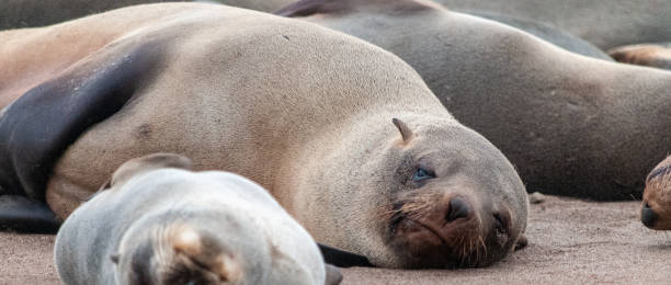 istock Seal colony at the Skeleton Coast 1370569117