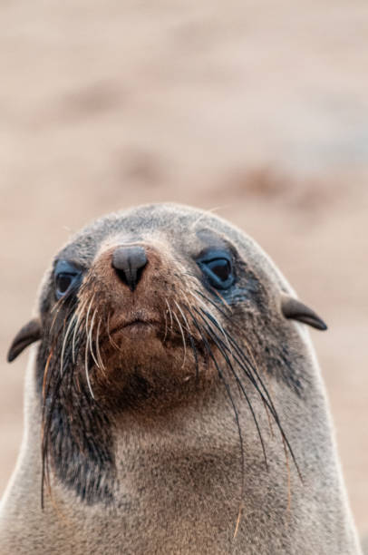 istock Seal colony at the Skeleton Coast 1370569121