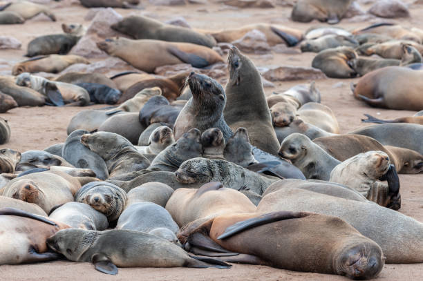 istock Seal colony at the Skeleton Coast 1370569132