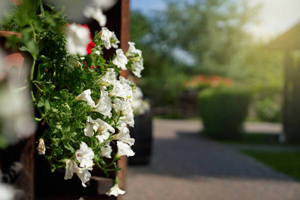 Close up of flower in pot with white blossom at garden. Beautiful plants growing outdoors. Blur background of backyard with amazing landscape.