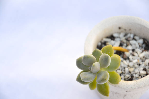 istock succulent in stone pot and white background 1370570971