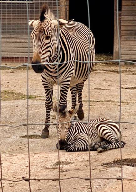 Baby zebra with its mother