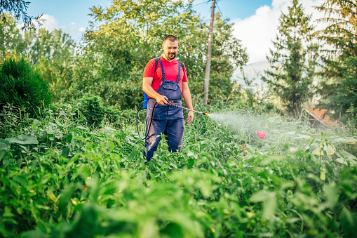 Young caucasian farmer is spraying herbicide on garden