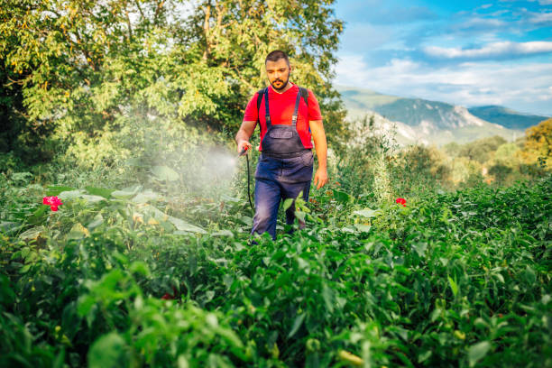 istock Farmer is spraying herbicide on garden 1370571295
