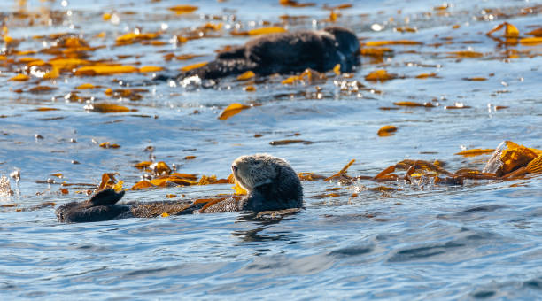 istock Sea otters floating in Monterey Bay 1370571422