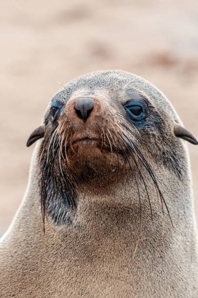 istock Seal colony at the Skeleton Coast 1370571539