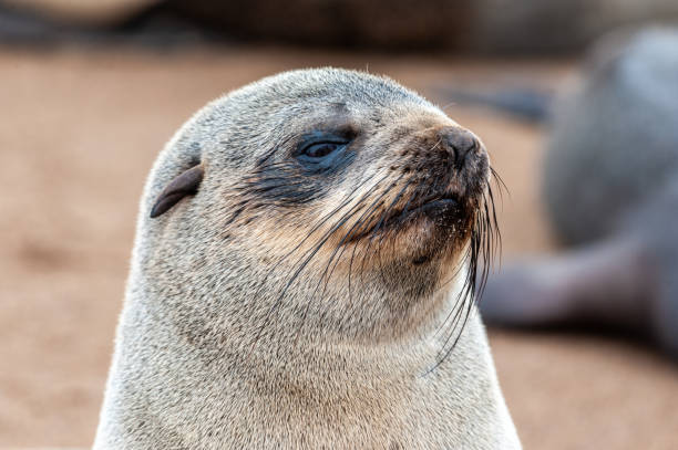 istock Seal colony at the Skeleton Coast 1370571542