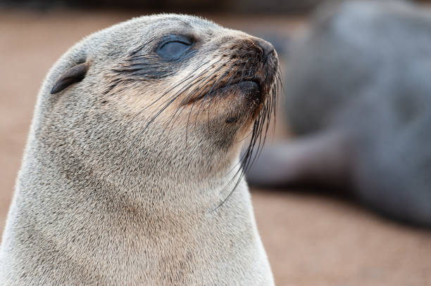 istock close-up of a seal 1370571547