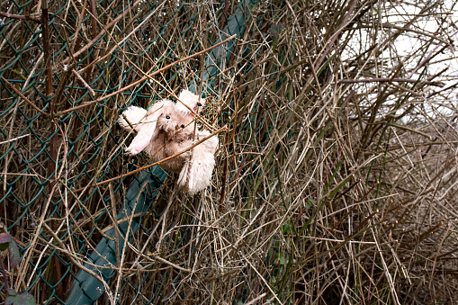 old lost teddy bear, caught in a fence