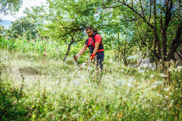 istock Man cutting grass with weed trimmer 1370572195