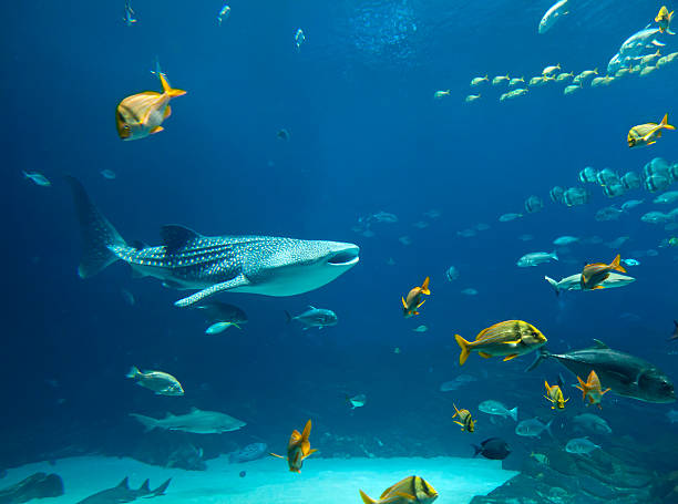 Whale Shark Underwater image of a whale shark and schools of fish whale shark photos stock pictures, royalty-free photos & images