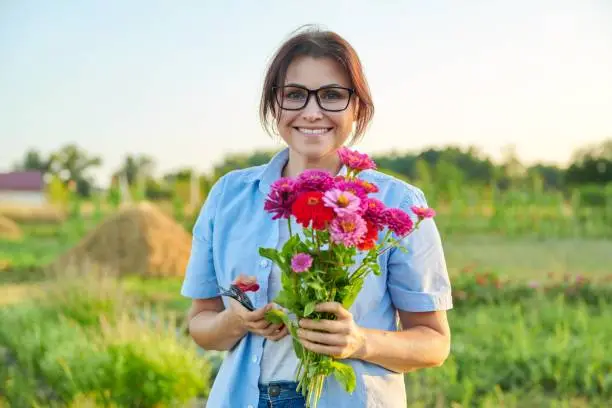 Smiling middle aged female holding a bouquet of fresh zinnia flowers in the garden, looking at the camera. Beauty of nature, gardening, hobby, floristry, people of mature age concept