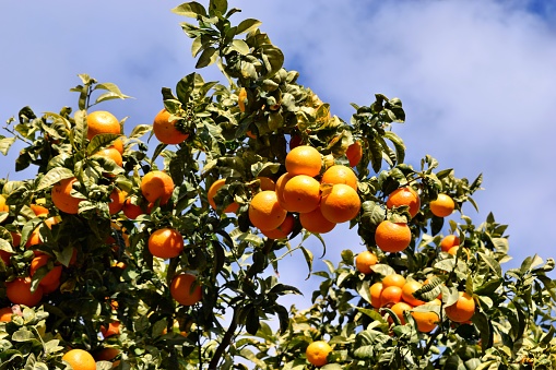 Oranges and leaves hanging on the tree in Spain