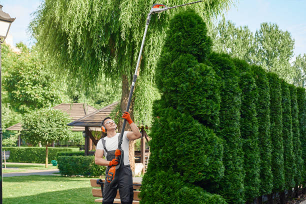 istock Gardener cutting hedge with electric trimmer on back yard 1370574463