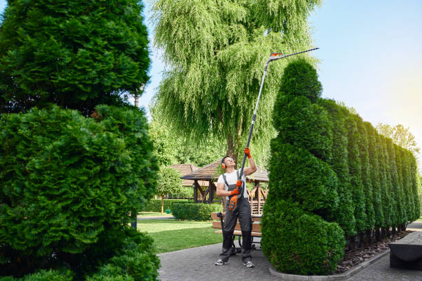 istock Caucasian man in uniform trimming thujas at garden 1370574549