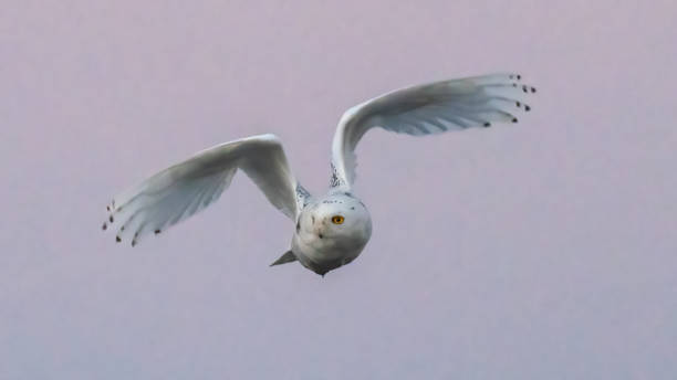 istock Snowy Owl in Cambridge Maryland 1370579465