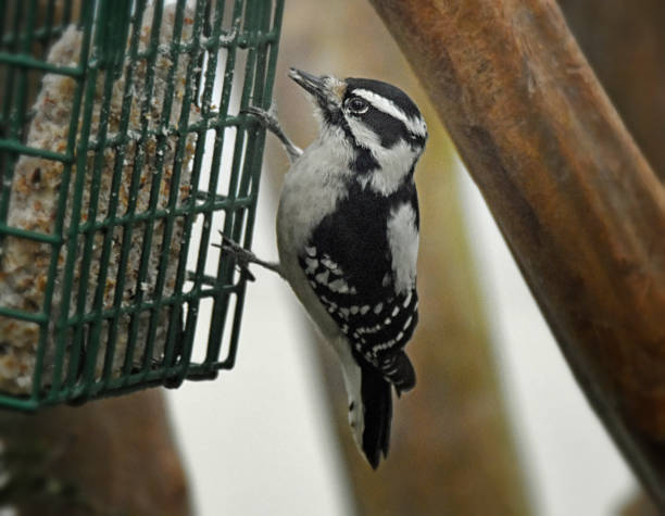 Female Downy Woodpecker on a Suet Feeder stock photo