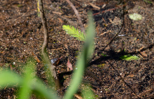 istock Broad-Banded Water Snake Swimming 1370580747