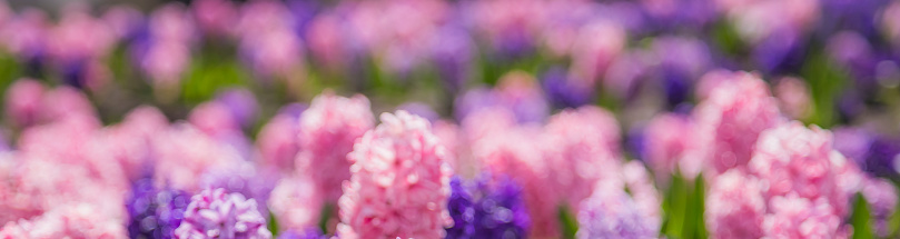 Optically defocused blurred abstract photo of large flower bed with multi-colored hyacinths, traditional easter flowers, flower background, easter spring background. Colorful vibrant flower bokeh.
