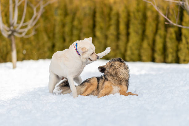 istock Labrador and mongrel play in the snow. 1370582228