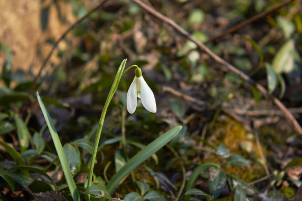 Flower of snowdrop or snowdrop (Galanthus nivalis). Beauty of nature. Spring, youth, growth concept. fondo, hermoso, flor, flor, botánico, botánica, planta bulbosa, primer plano, delicado, detalle, temprano, primera flor de primavera, flora, floral, flor, bosque, fresco, frescura, galanthus, galanthus imán, jardín, verde, crecimiento, luz, macro, marc