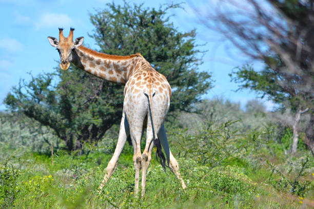 girafe dans le parc national d’etosha, namibie, afrique. look inhabituel. - parc national detosha photos et images de collection