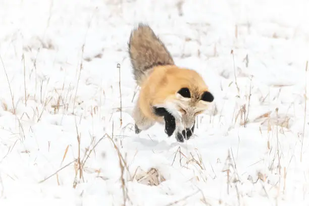 Photo of Red fox jumping for a mouse or vole meal