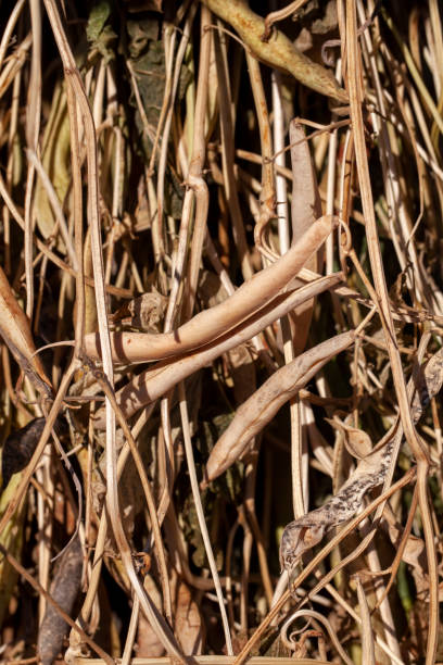 istock harvested beans while drying plants outdoors 1370584898