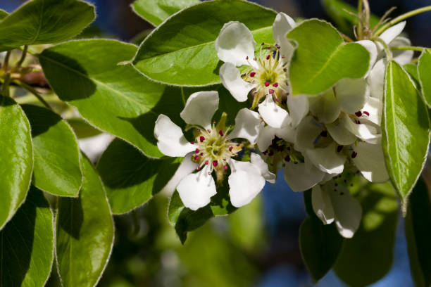 春に白い梨の花を咲かせる - flower tree white apple tree ストックフォトと画像