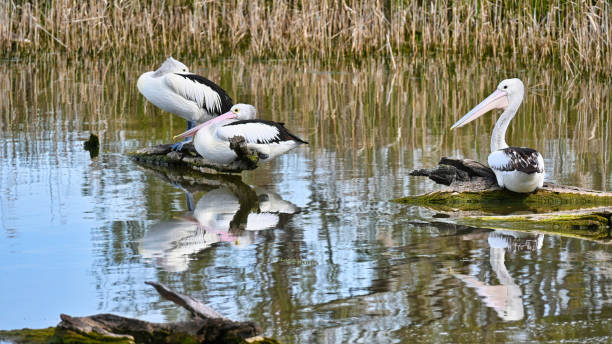 istock Three Pelicans Resting on Old Logs in a Lake 1370585297
